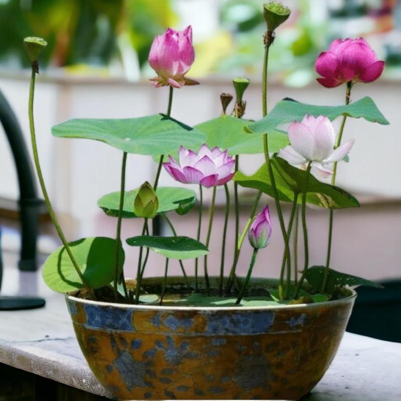 🪷Mixed Color🌈Bonsai Bowl Lotus Seeds - Exotic Water Lily Flower Plant Seeds for Ornamental Pond and Home Planting-8SA8
