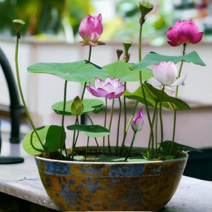 🪷Mixed Color🌈Bonsai Bowl Lotus Seeds - Exotic Water Lily Flower Plant Seeds for Ornamental Pond and Home Planting-8SA8