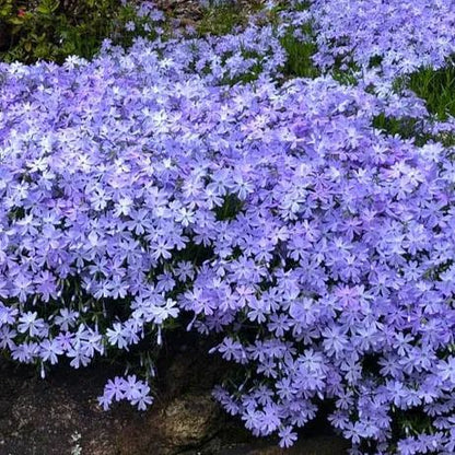 ✨🌸 Creeping Phlox Seeds: Perennial Ground Cover with Vibrant Flowers