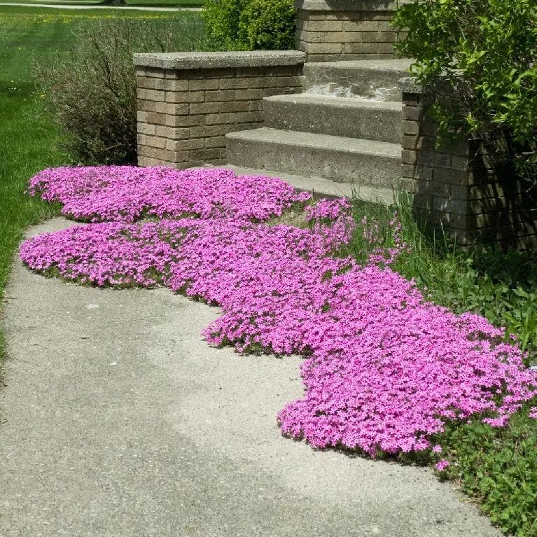 ✨🌸 Creeping Phlox Seeds: Perennial Ground Cover with Vibrant Flowers
