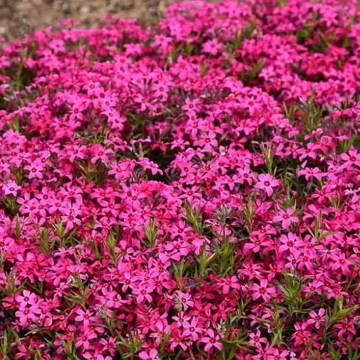 ✨🌸 Creeping Phlox Seeds: Perennial Ground Cover with Vibrant Flowers