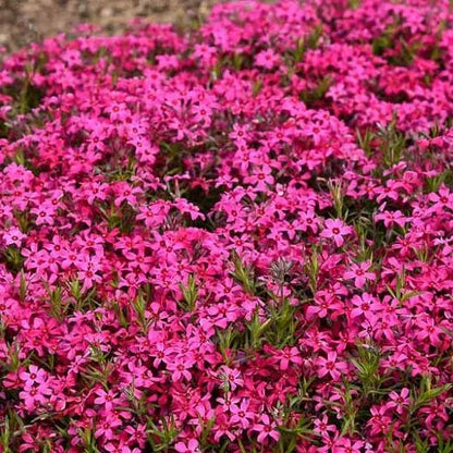 ✨🌸 Creeping Phlox Seeds: Perennial Ground Cover with Vibrant Flowers